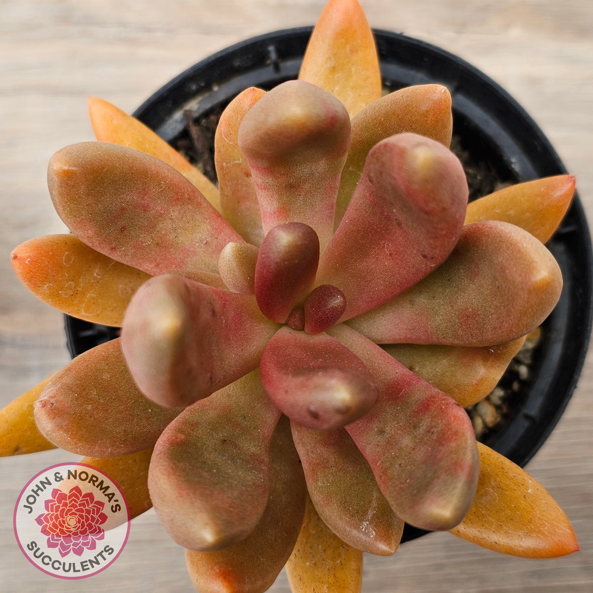 Pachyveria 'Flambeau'