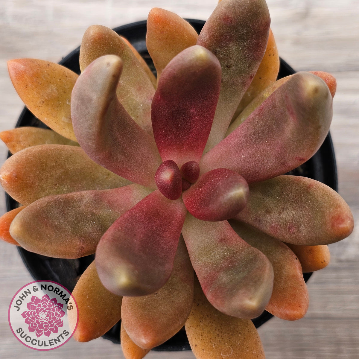 Pachyveria 'Flambeau'