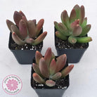 Pachyveria 'Flambeau'