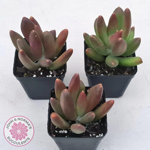 Pachyveria 'Flambeau' - John & Norma's Succulents Australia