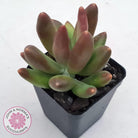 Pachyveria 'Flambeau'