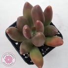 Pachyveria 'Flambeau'