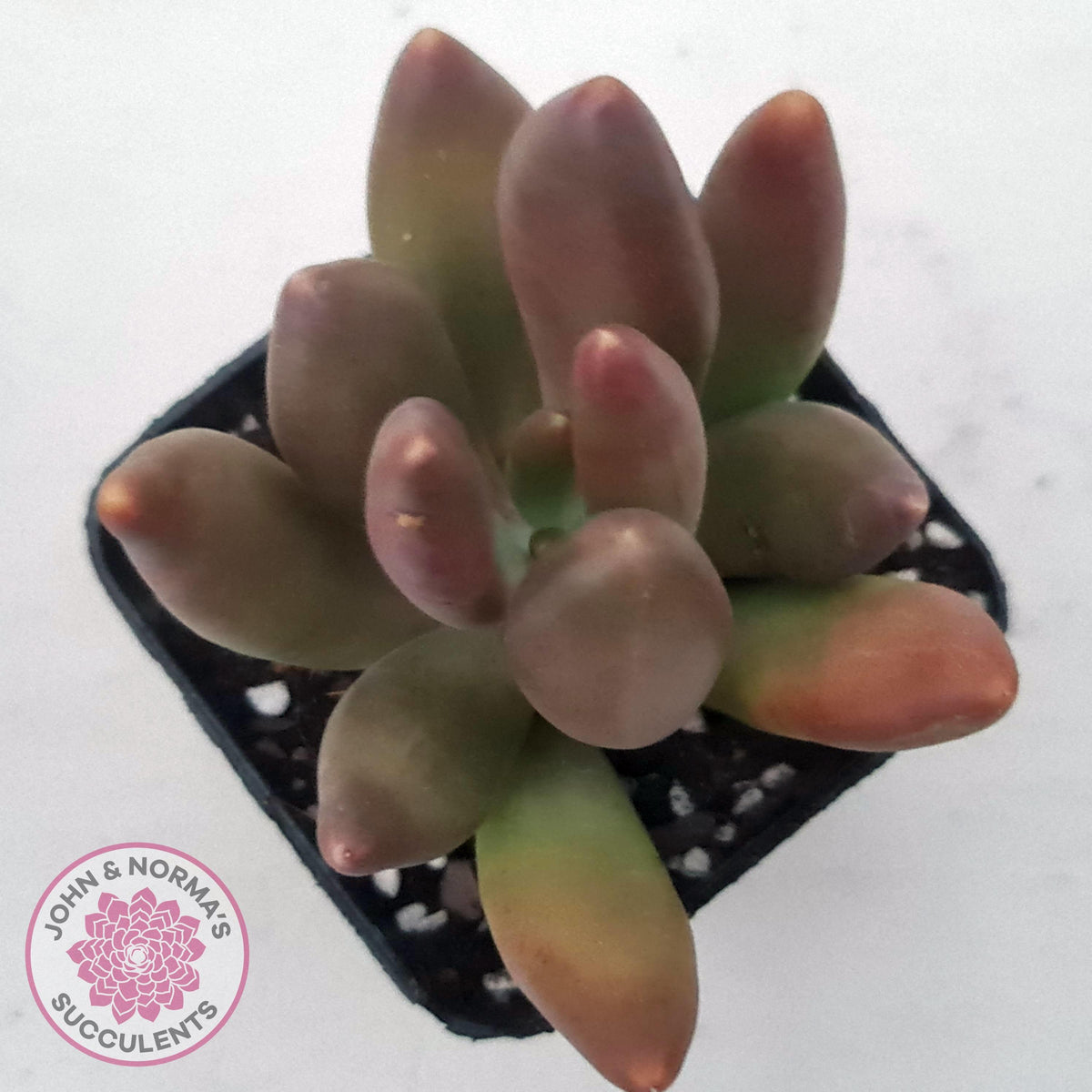 Pachyveria 'Flambeau'