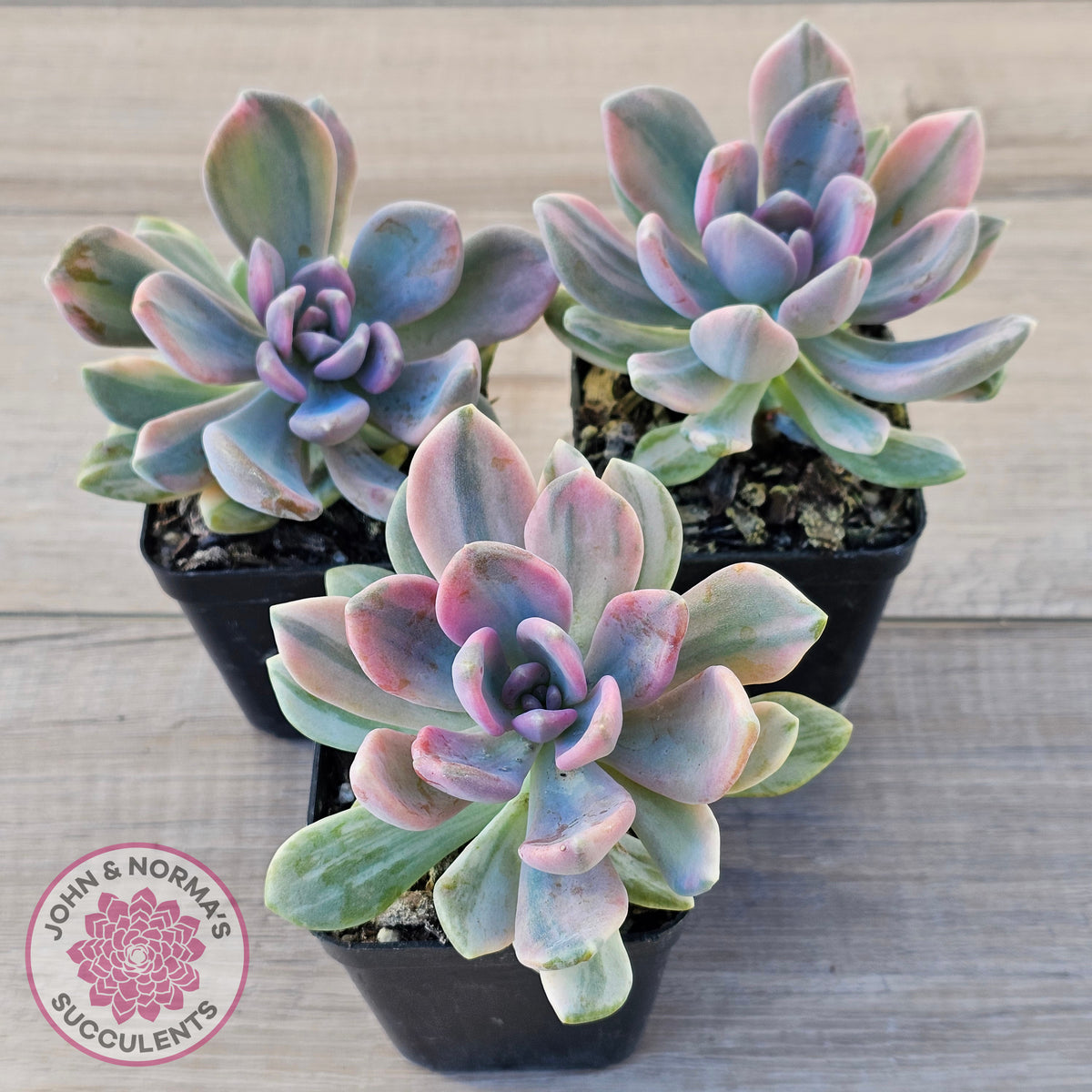 Pachyveria 'Light and Lovely' Variegata
