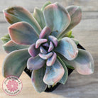 Pachyveria 'Light and Lovely' Variegata