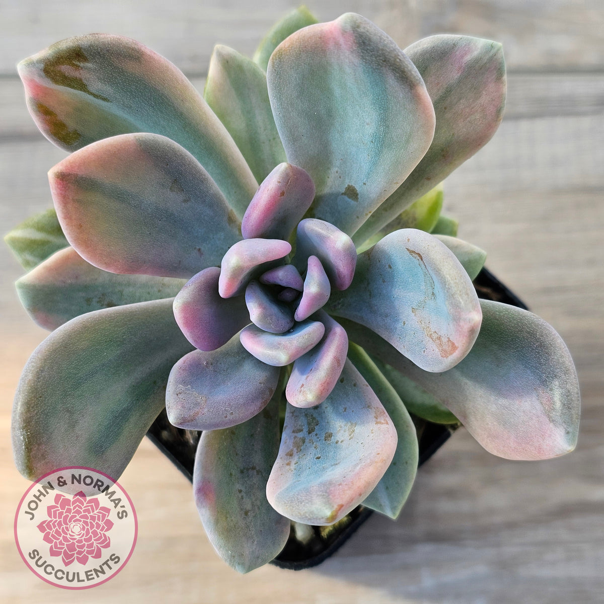 Pachyveria 'Light and Lovely' Variegata