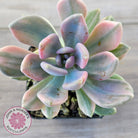 Pachyveria 'Light and Lovely' Variegata