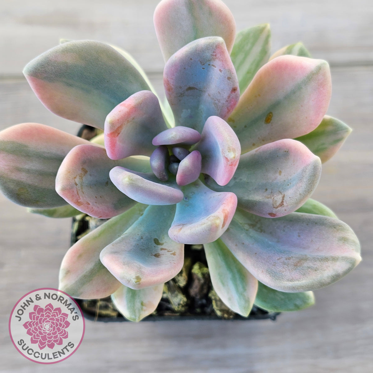 Pachyveria 'Light and Lovely' Variegata