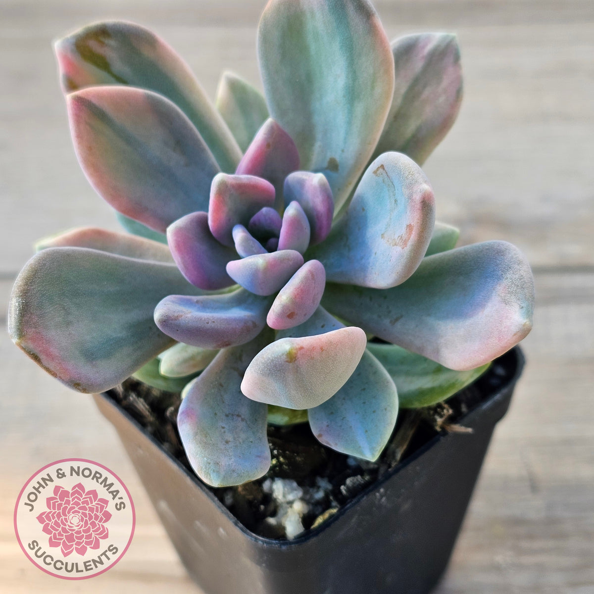Pachyveria 'Light and Lovely' Variegata