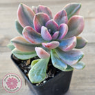 Pachyveria 'Light and Lovely' Variegata