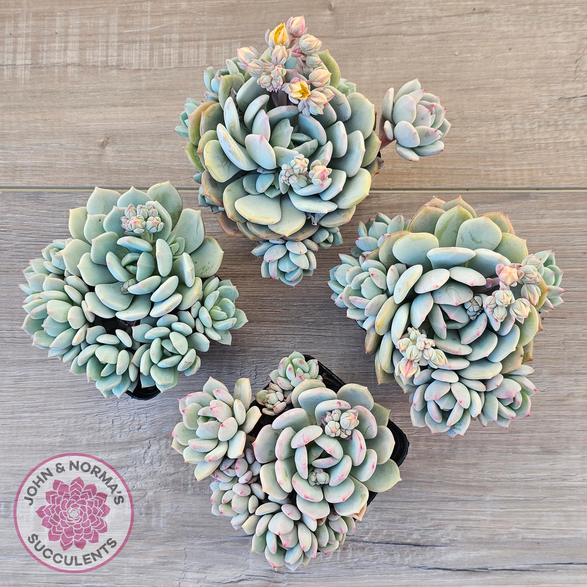 Pachyveria 'Moonglow'