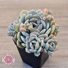 Pachyveria 'Moonglow'