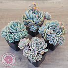 Pachyveria 'Moonglow'