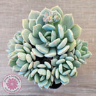 Pachyveria 'Moonglow'