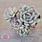 Pachyveria 'Moonglow'