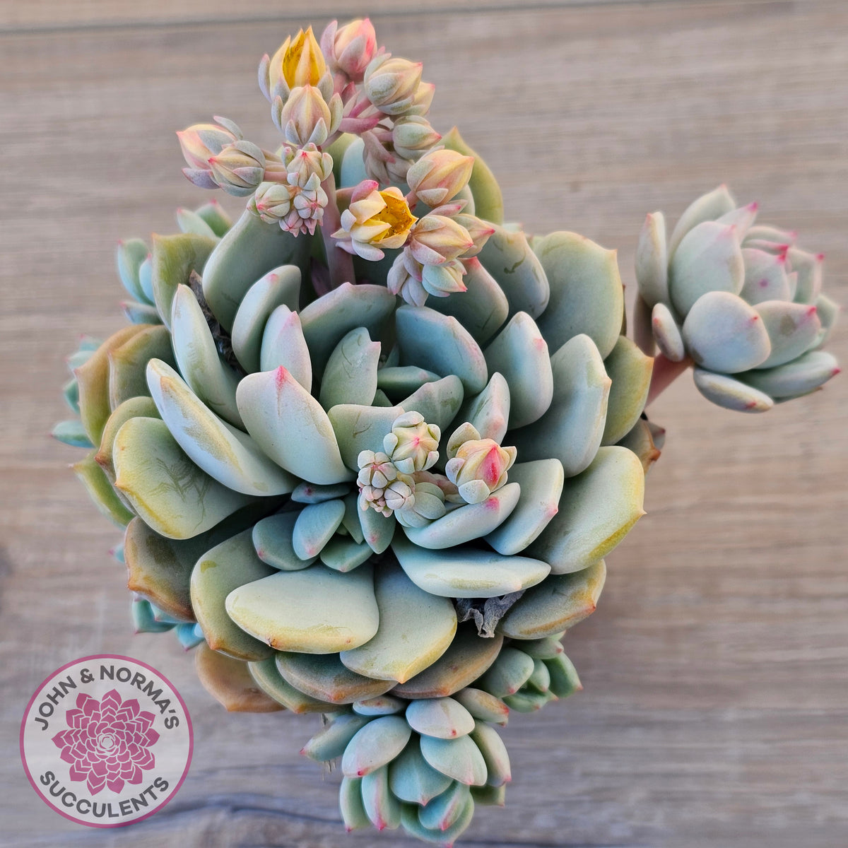Pachyveria 'Moonglow'