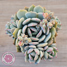 Pachyveria 'Moonglow'