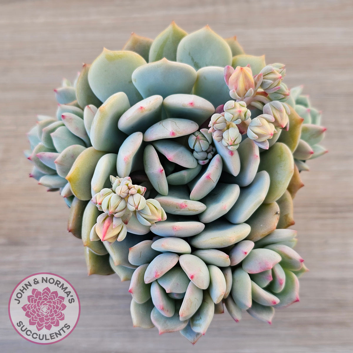 Pachyveria 'Moonglow'