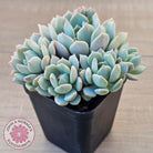 Pachyveria 'Moonglow'