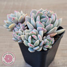 Pachyveria 'Moonglow'