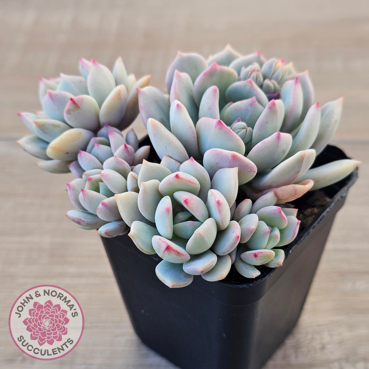 Pachyveria 'Moonglow'