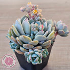 Pachyveria 'Moonglow'