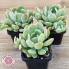 Pachyveria 'Moonglow'