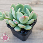 Pachyveria 'Moonglow'