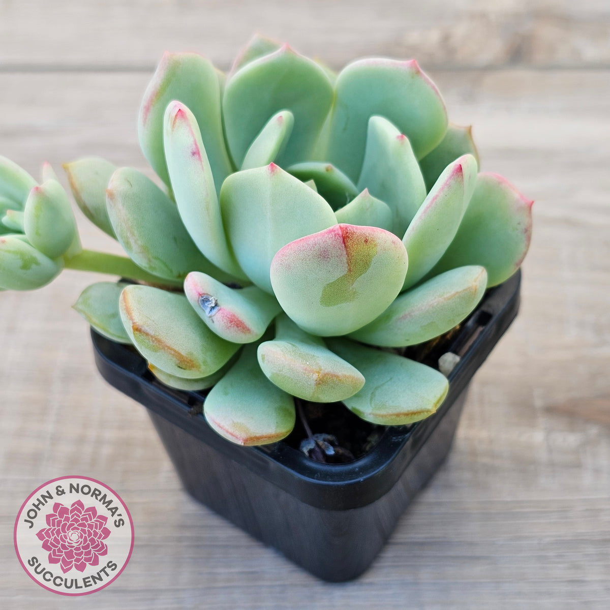 Pachyveria 'Moonglow'