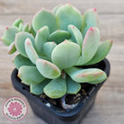Pachyveria 'Moonglow'