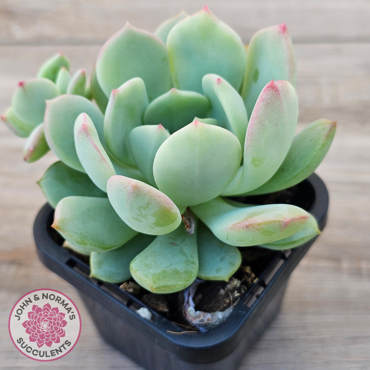Pachyveria 'Moonglow'