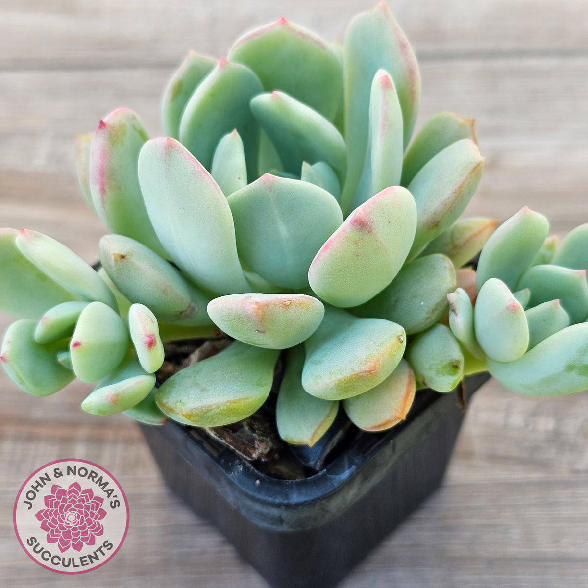 Pachyveria 'Moonglow'