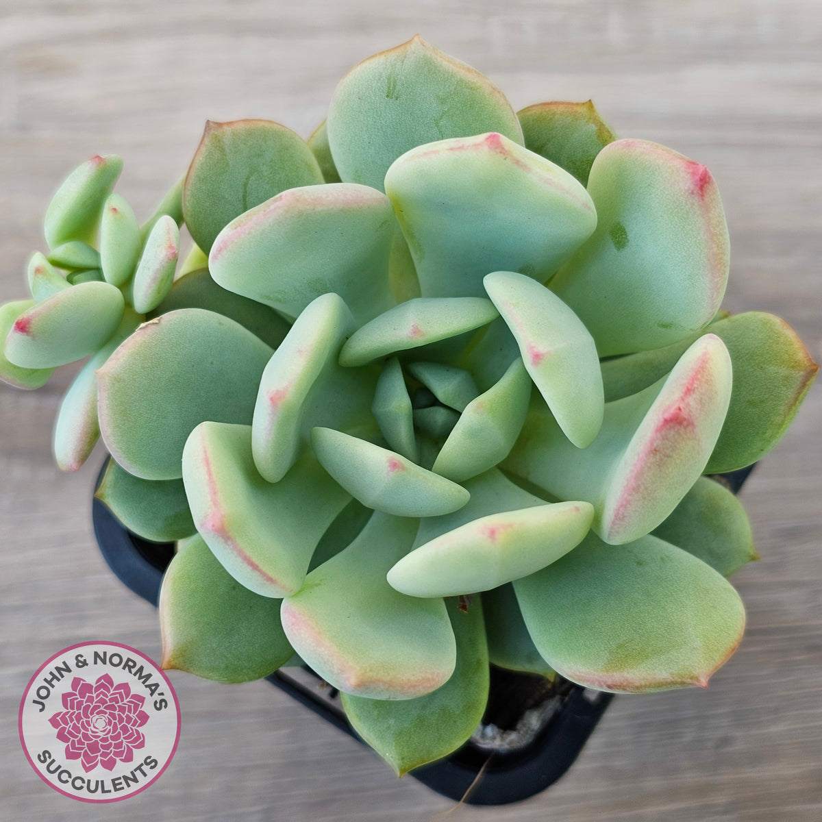 Pachyveria 'Moonglow'