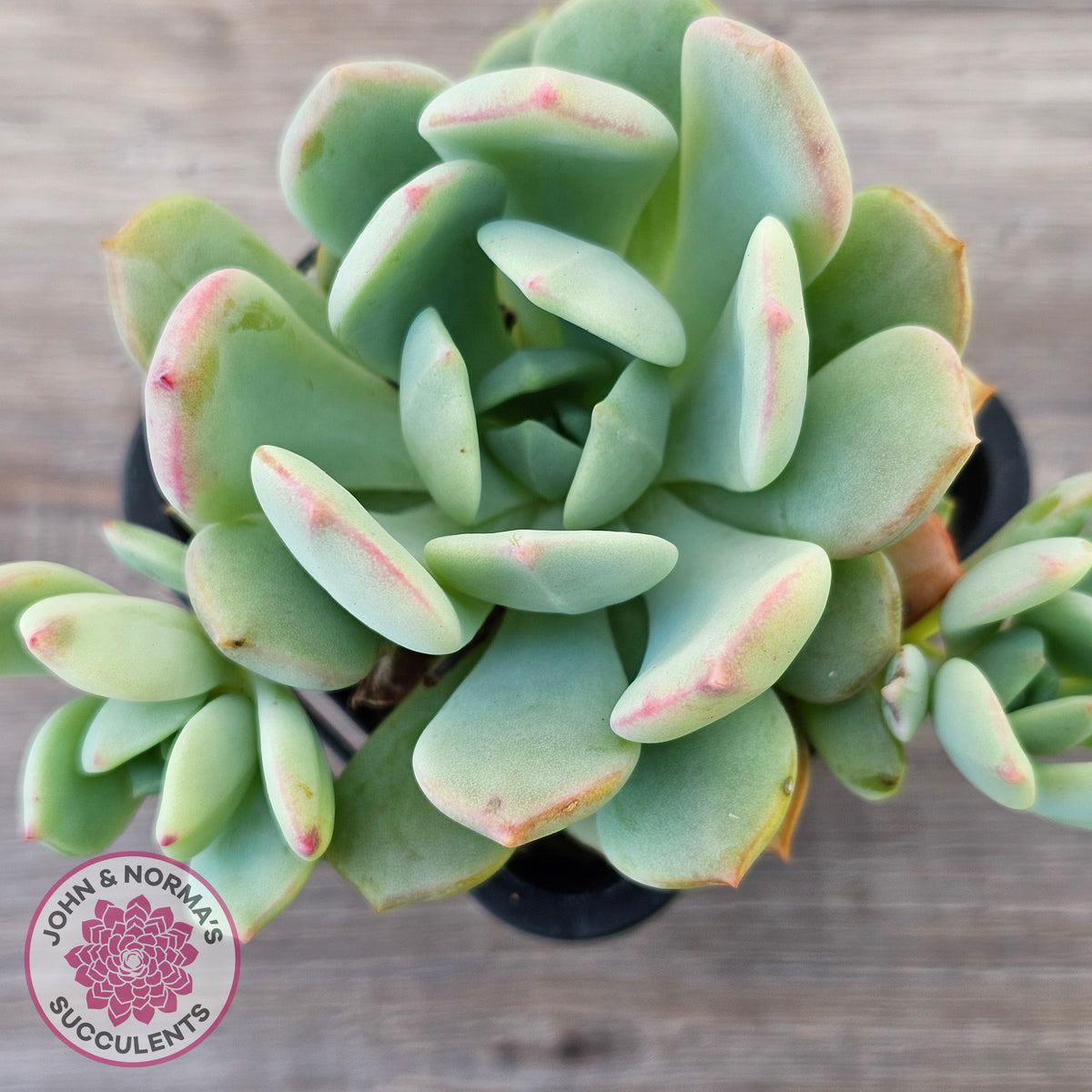 Pachyveria 'Moonglow'