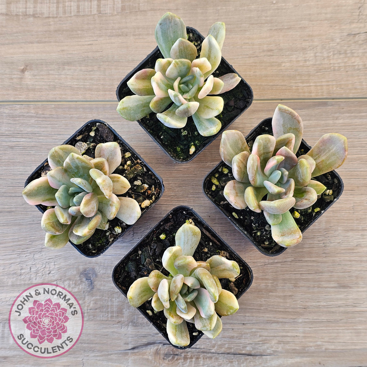 Pachyveria Pachyphytoides Variegata
