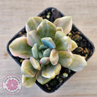 Pachyveria Pachyphytoides Variegata