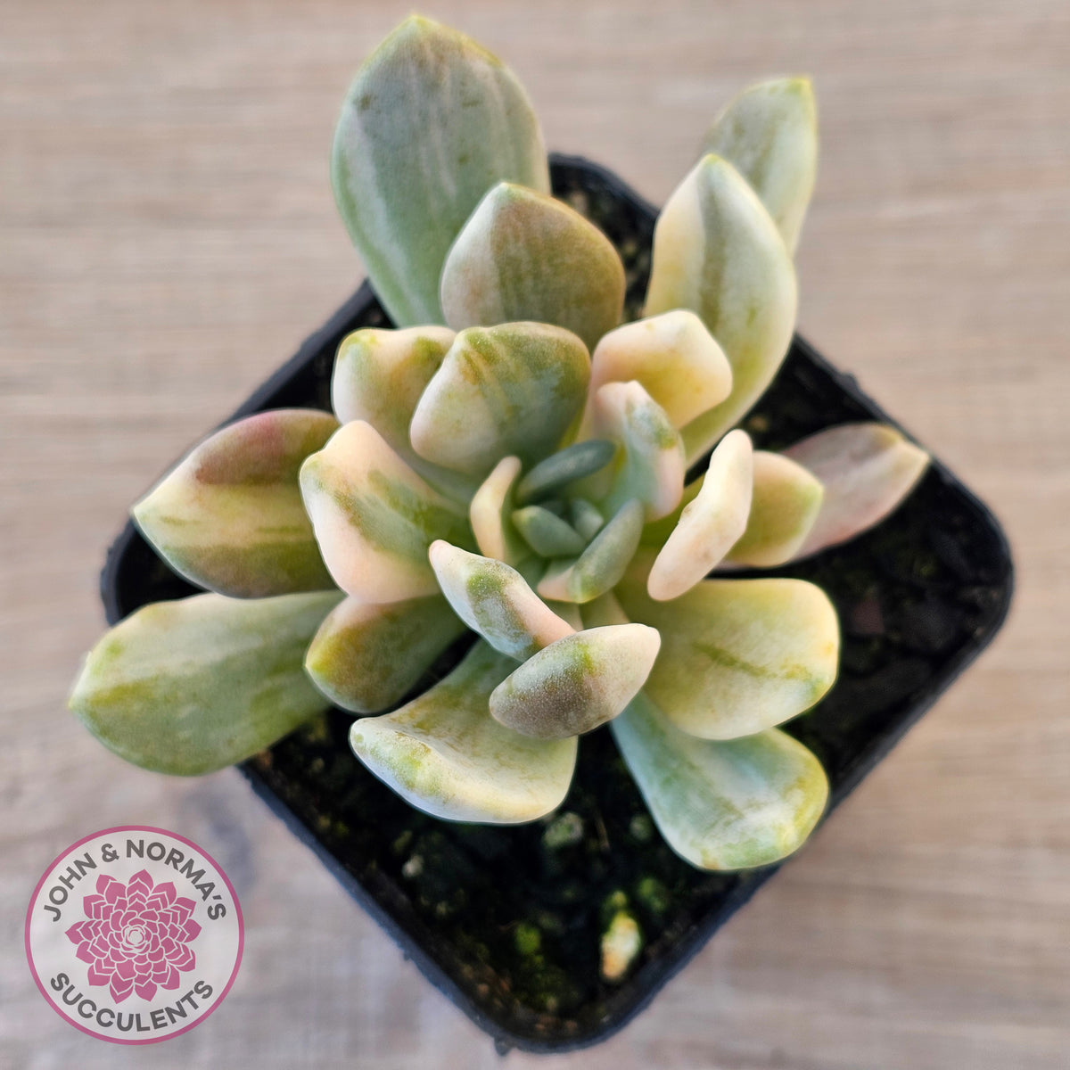 Pachyveria Pachyphytoides Variegata