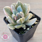 Pachyveria Pachyphytoides Variegata