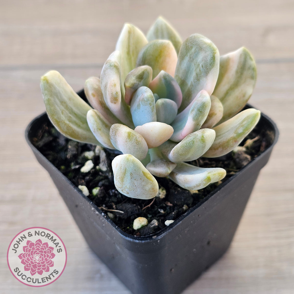 Pachyveria Pachyphytoides Variegata