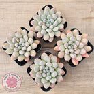 Pachyveria 'Purple Rain'