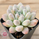 Pachyveria 'Purple Rain'