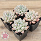 Pachyveria 'Purple Rain'