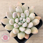 Pachyveria 'Purple Rain'