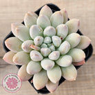 Pachyveria 'Purple Rain'