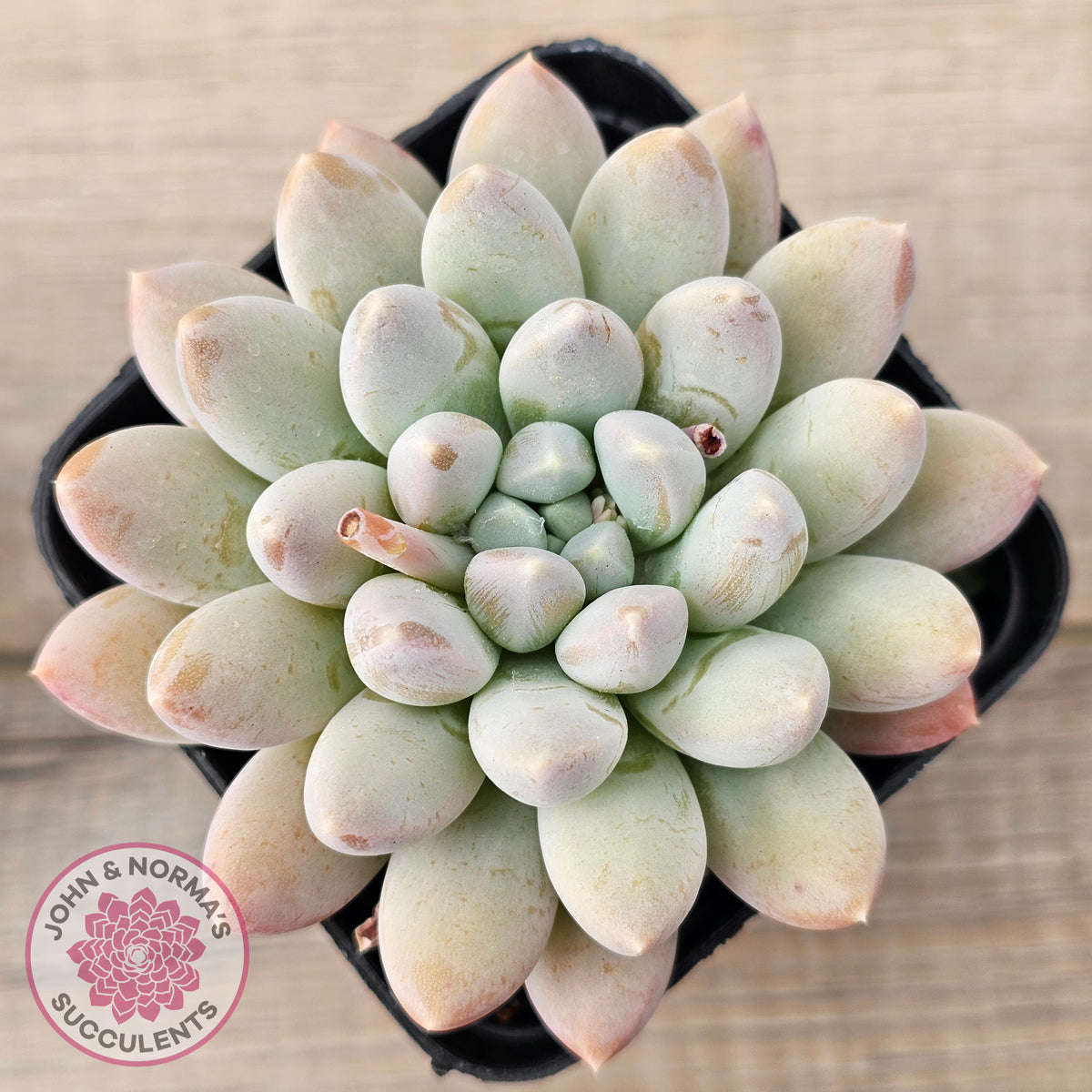 Pachyveria 'Purple Rain'