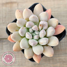 Pachyveria 'Purple Rain'