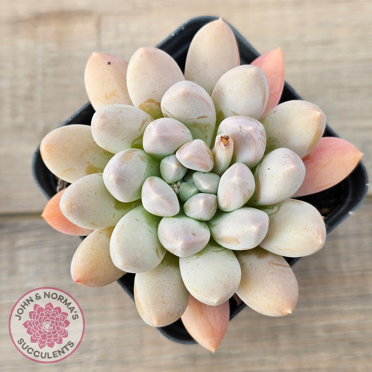 Pachyveria 'Purple Rain'