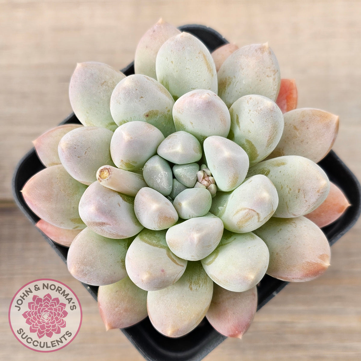Pachyveria 'Purple Rain'