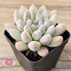 Pachyveria 'Purple Rain'