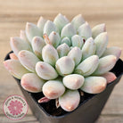 Pachyveria 'Purple Rain'